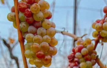 Vino de Cosecha Tardía